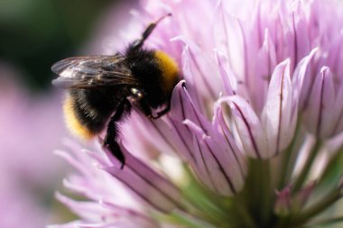 Kelebek çalılarından polen toplayan bir yaban arısının makro görüntüsü..