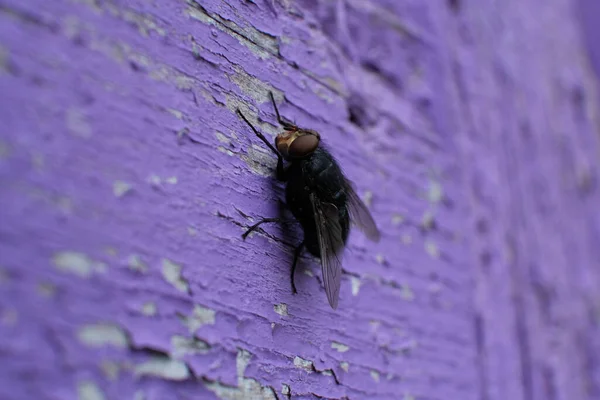 苍蝇躺在木板上的宏观照片 — 图库照片