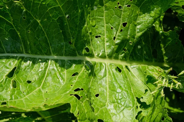 Repollo Dañado Por Plagas Insectos Cerca Cabeza Hojas Repollo Agujero —  Fotos de Stock