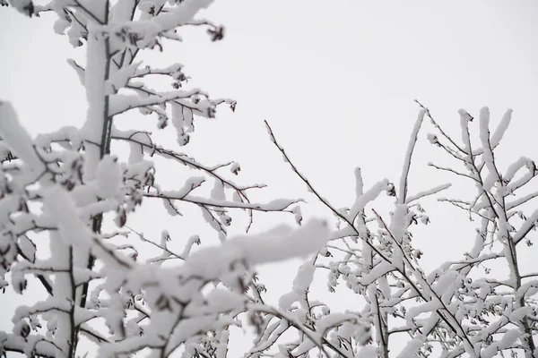 Branches Bushes Snow Winter Cloudy Snow Weather — Stock Photo, Image