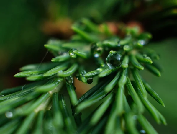 Ramo Coníferas Com Gotas Ross Close Macro — Fotografia de Stock