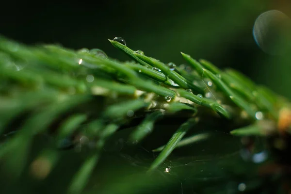 Ramo Coníferas Com Gotas Ross Close Macro — Fotografia de Stock