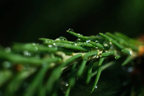 Ramo Coníferas Com Gotas Ross Close Macro — Fotografia de Stock