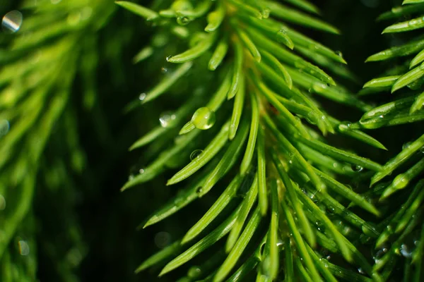 Rama Árbol Coníferas Con Gotas Ross Primer Plano Macro — Foto de Stock