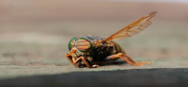 Horsefly Gadfly Horse Fly Diptera Insect Macro — Stock Photo, Image