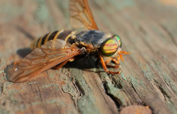 Sineği Sineği Sineği Diptera Böceği Makro — Stok fotoğraf