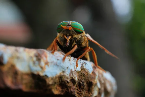 Mosca Cavalo Gadfly Mosca Cavalo Diptera Insect Macro — Fotografia de Stock