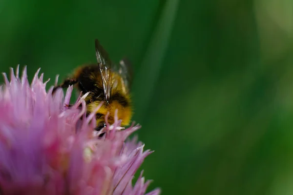 Makroaufnahme Einer Hummel Die Pollen Von Einem Schmetterlingsstrauch Sammelt — Stockfoto