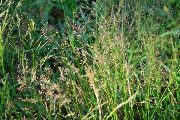 Foto Uma Planta Grama Espécie Azevém Família Das Gramíneas Após — Fotografia de Stock