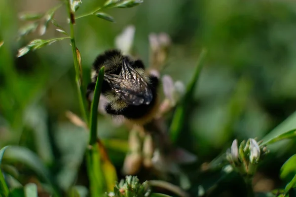 Una Macro Toma Abejorro Recogiendo Polen Arbusto Mariposa — Foto de Stock