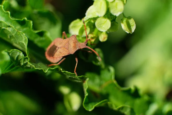 Chlorochroa Pinicola Uma Espécie Insecto Família Nezarini — Fotografia de Stock