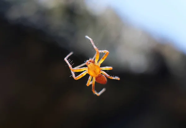 一个欧洲花园蜘蛛与蜘蛛Araneus Diadematus坐在蜘蛛网中的宏观合影 — 图库照片