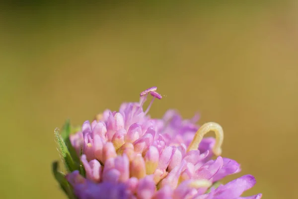 Makro Obraz Jarní Fialové Květy Abstraktní Měkké Květinové Pozadí — Stock fotografie