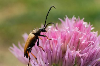 Bir çiçeğin üzerindeki kahverengi böceğin yakın çekimi.