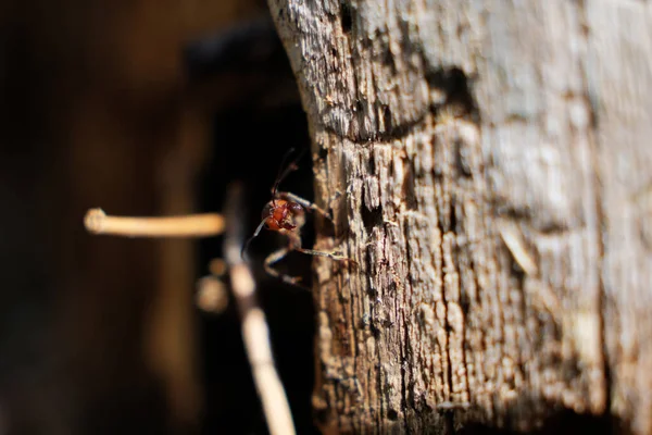 Des Fourmis Macro Photo Termitnik Texture Sol Fourmis Dans Leur — Photo