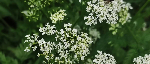 Beyaz Güzel Temiz Çiçekler Geçmişi Güzellik — Stok fotoğraf
