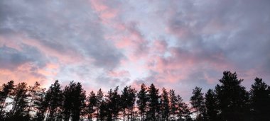 Doğada bir akşam. Ufukta eşsiz bir gökyüzü olan bahar otları arasında harika bir gün batımı. Bahar çiçekli çayır üzerinde harika bir gün batımı. Ormandaki çiçek açan bir açıklıkta yanan bir gökyüzü ile gün batımı
