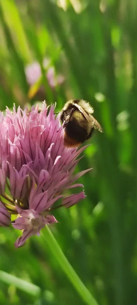 Včela Sbírá Květinový Nektar Chrpy Jarní Den — Stock fotografie
