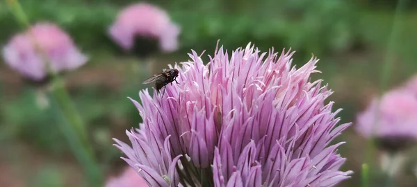 Musca Fluga Slickar Pollen Blomman — Stockfoto