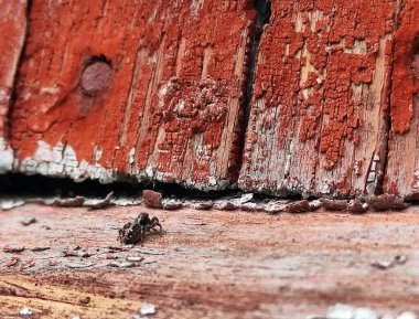 Ağaç kabuğunda zıplayan bir örümceğin Macro fotoğrafı. Zıplayan bir örümceğin aşırı yakın çekimi..