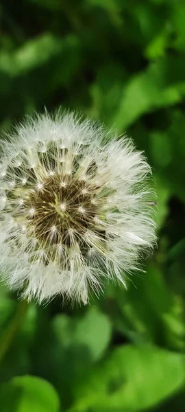 Dandelion flying on green background