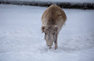 Saiga, margach ya da saiga antilobu, gerçek antilopların alt familyasından tek ayak parmaklı bir memelidir. 2002 yılında, Uluslararası Doğayı Koruma Birliği bu türü tehlike altında olarak listeledi..
