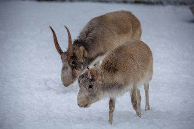 Saiga, margach ya da saiga antilobu, gerçek antilopların alt familyasından tek ayak parmaklı bir memelidir. 2002 yılında, Uluslararası Doğayı Koruma Birliği bu türü tehlike altında olarak listeledi..