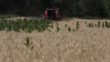 Bir hasat Kazakistan 'da buğday topluyor. 14 Temmuz 2021.
