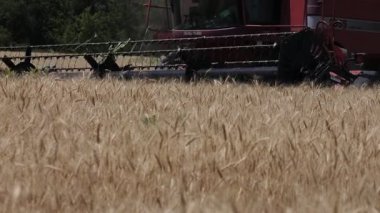 Bir hasat Kazakistan 'da buğday topluyor. 14 Temmuz 2021.