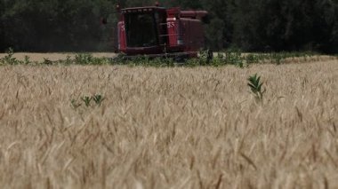 Bir hasat Kazakistan 'da buğday topluyor. 14 Temmuz 2021.