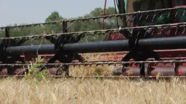 Bir hasat Kazakistan 'da buğday topluyor. 14 Temmuz 2021.