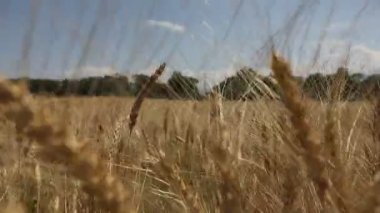 Bir hasat Kazakistan 'da buğday topluyor. 14 Temmuz 2021.