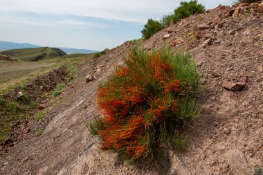 Ephedra monosperma ya da ephedra monosperma, Tazheran bozkırlarının belirgin özelliğidir. Tıbbi ve narkotik özellikleri var..