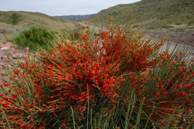 Ephedra monosperma ya da ephedra monosperma, Tazheran bozkırlarının belirgin özelliğidir. Tıbbi ve narkotik özellikleri var..
