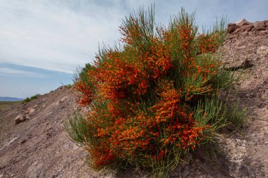 Ephedra monosperma ya da ephedra monosperma, Tazheran bozkırlarının belirgin özelliğidir. Tıbbi ve narkotik özellikleri var..