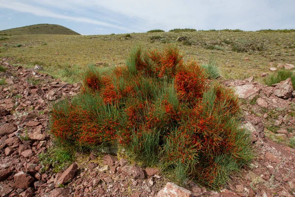 Ephedra monosperma ya da ephedra monosperma, Tazheran bozkırlarının belirgin özelliğidir. Tıbbi ve narkotik özellikleri var..