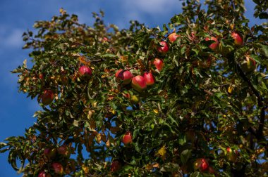 Issyk, Kazakistan 'ın Yenbekshikazakistan bölgesinin güneybatısında, Almaty bölgesinin yaklaşık 40 km doğusunda, Trans-Ili Alatau' nun Issyk Vadisi 'nde bulunan bir göldür..