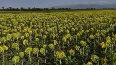 Kazakistan 'da büyük bir ayçiçeği tarlası