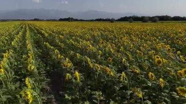 Kazakistan 'da büyük bir ayçiçeği tarlası