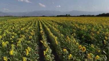Kazakistan 'da büyük bir ayçiçeği tarlası