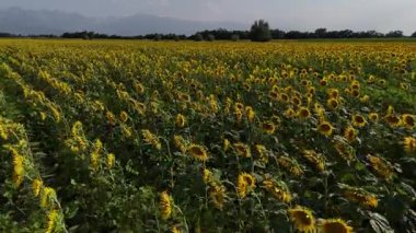 Kazakistan 'da büyük bir ayçiçeği tarlası