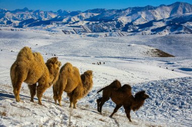 Kazakistan 'ın Almatı' ndan 50 kilometre uzaklıktaki Ushkonyr Platosu 'nda develer otluyor..