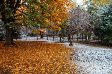 Şehir parkında sonbahar. Şehir parkında güzel bir sonbahar manzarası.