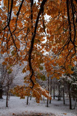 Şehir parkında sonbahar. Şehir parkında güzel bir sonbahar manzarası.