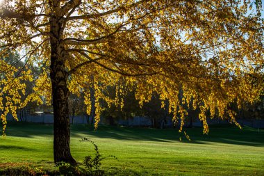 Golf kulübünde altın sonbahar