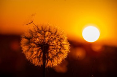 Karahindiba batan güneşin zemin karşı