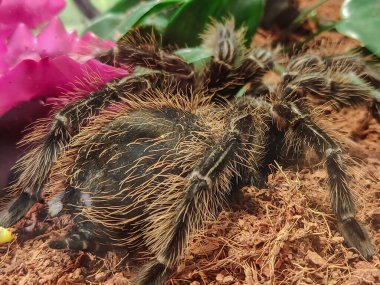 Büyük siyah pofuduk tarantula örümceği.