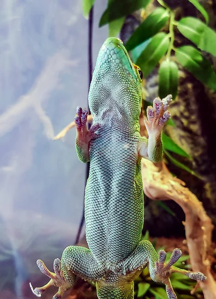 Green Large Lizard Glass Lies Close Looks — Stock Photo, Image