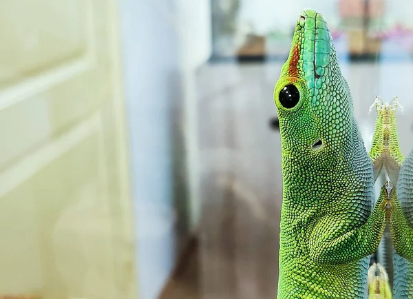 Green Large Lizard Glass Lies Close Looks — Stock Photo, Image