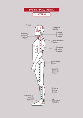 Temel Shiatsu akapunktur noktası. Yanal görüş. Erkek vücudu..